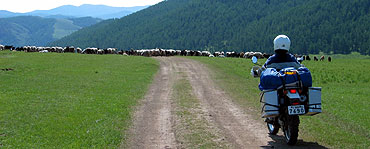モンゴルの道と羊の群れ（みどり）