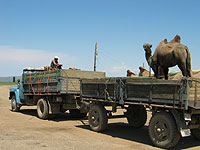 フタコブラクダを運ぶトラック