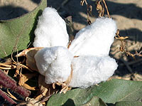 ウズベキスタンの綿花畑